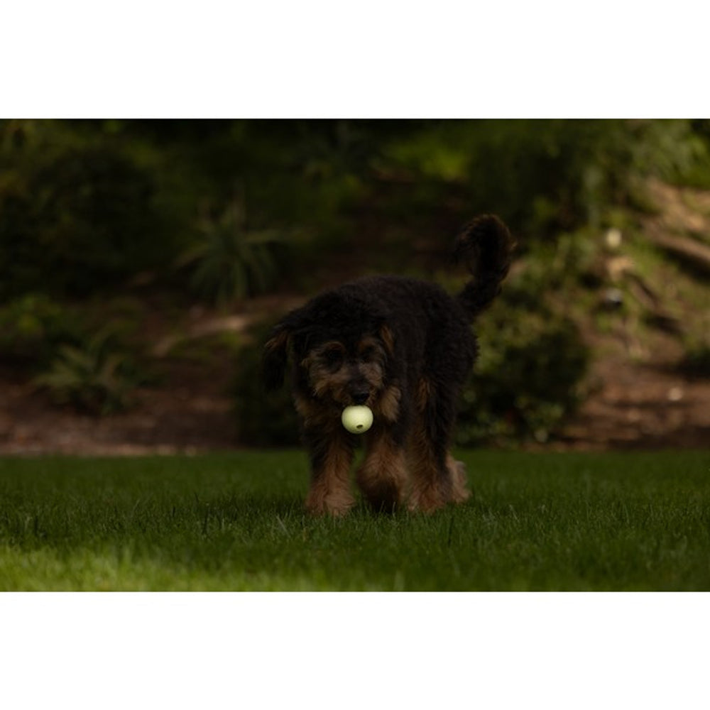 
                  
                    Chuckit! Max Glow Balls Medium (2pk)
                  
                
