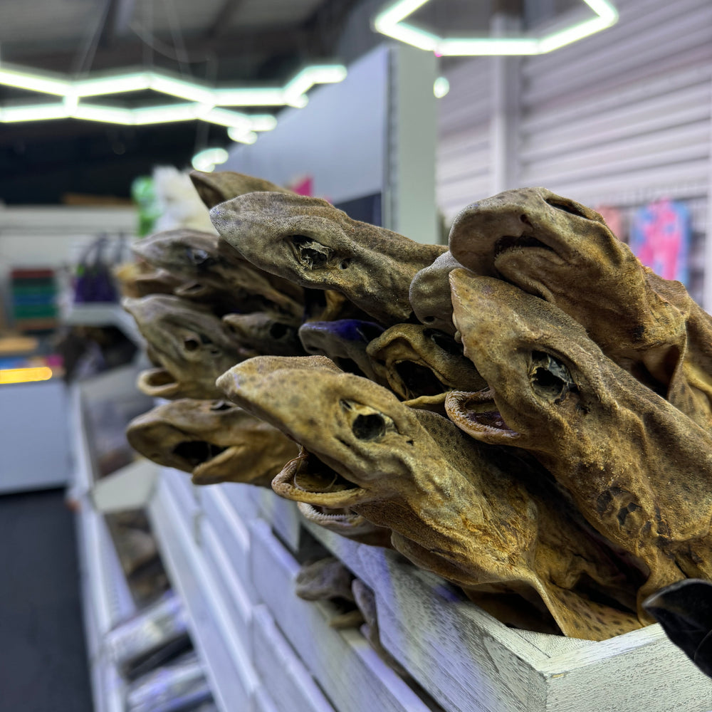 Shark Dog Fish Dried Treat