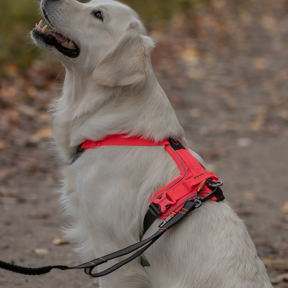 Non-stop dogwear Ramble Harness