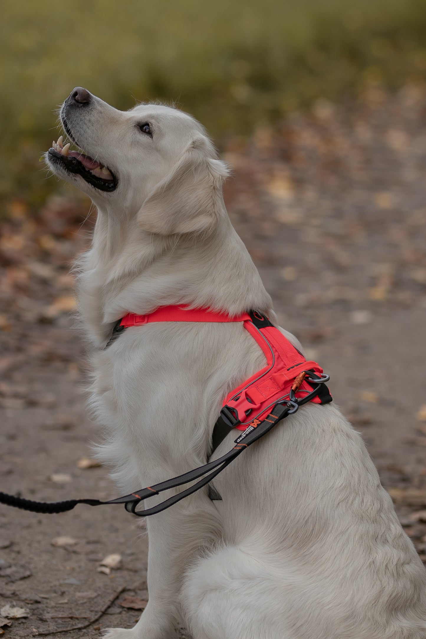 Non-stop dogwear Ramble Harness