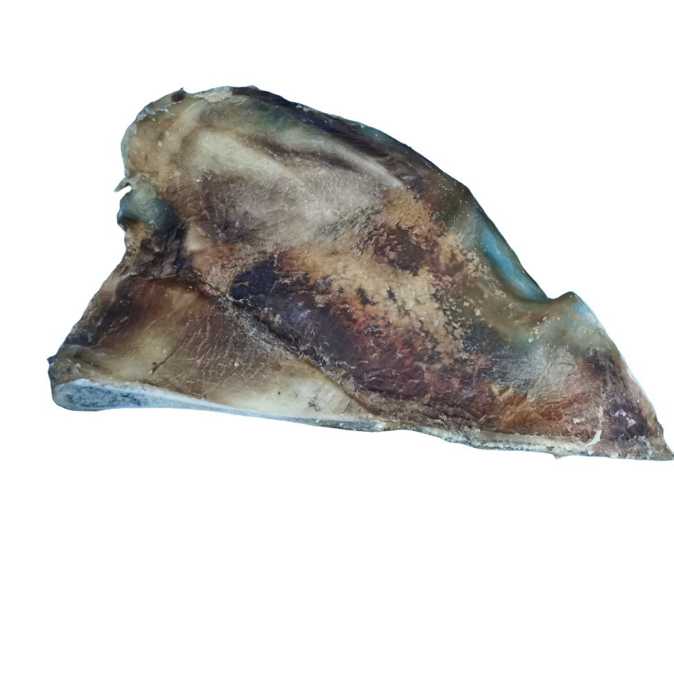 Beef Moon Bone Single Piece