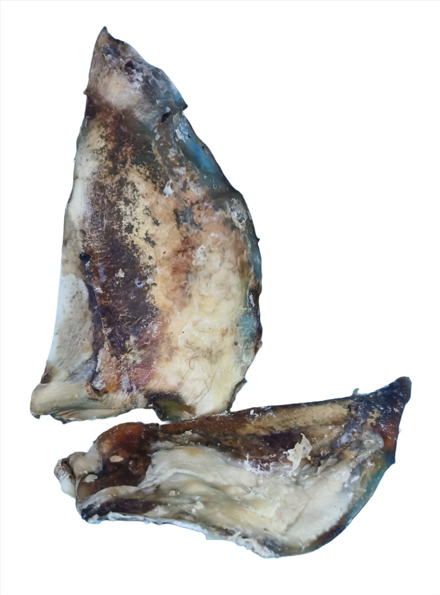 Beef Moon Bone Single Piece