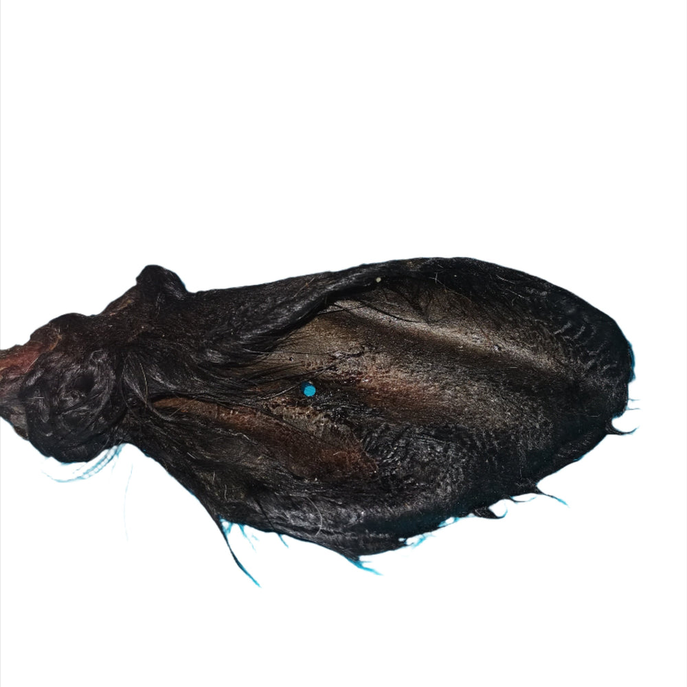 Hairy cow ear