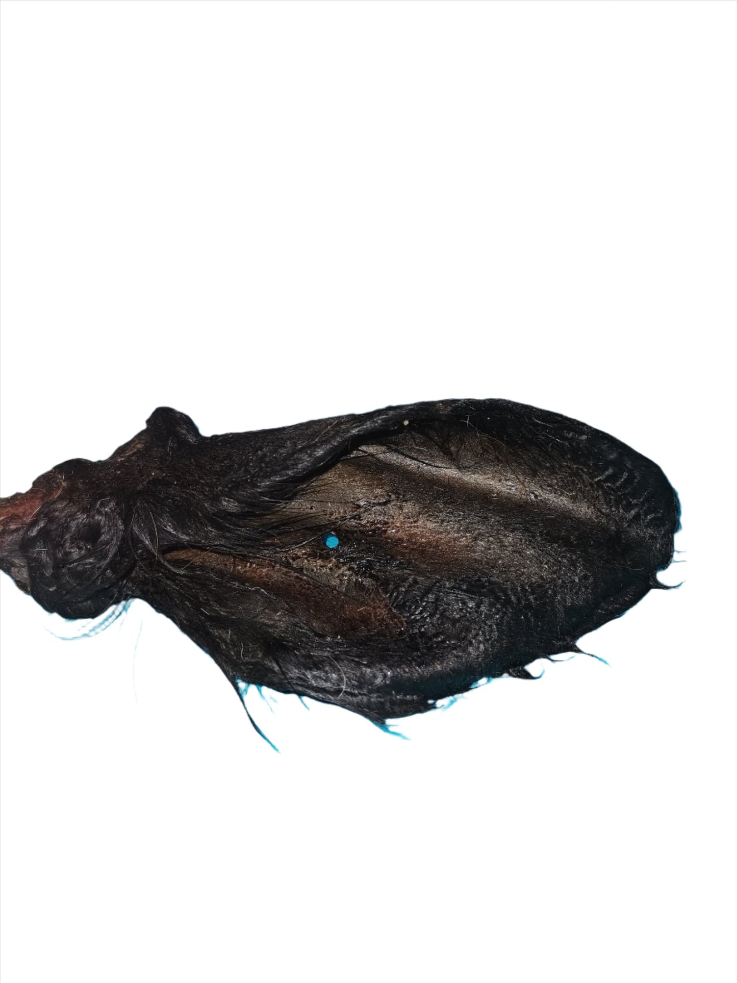 Hairy cow ear