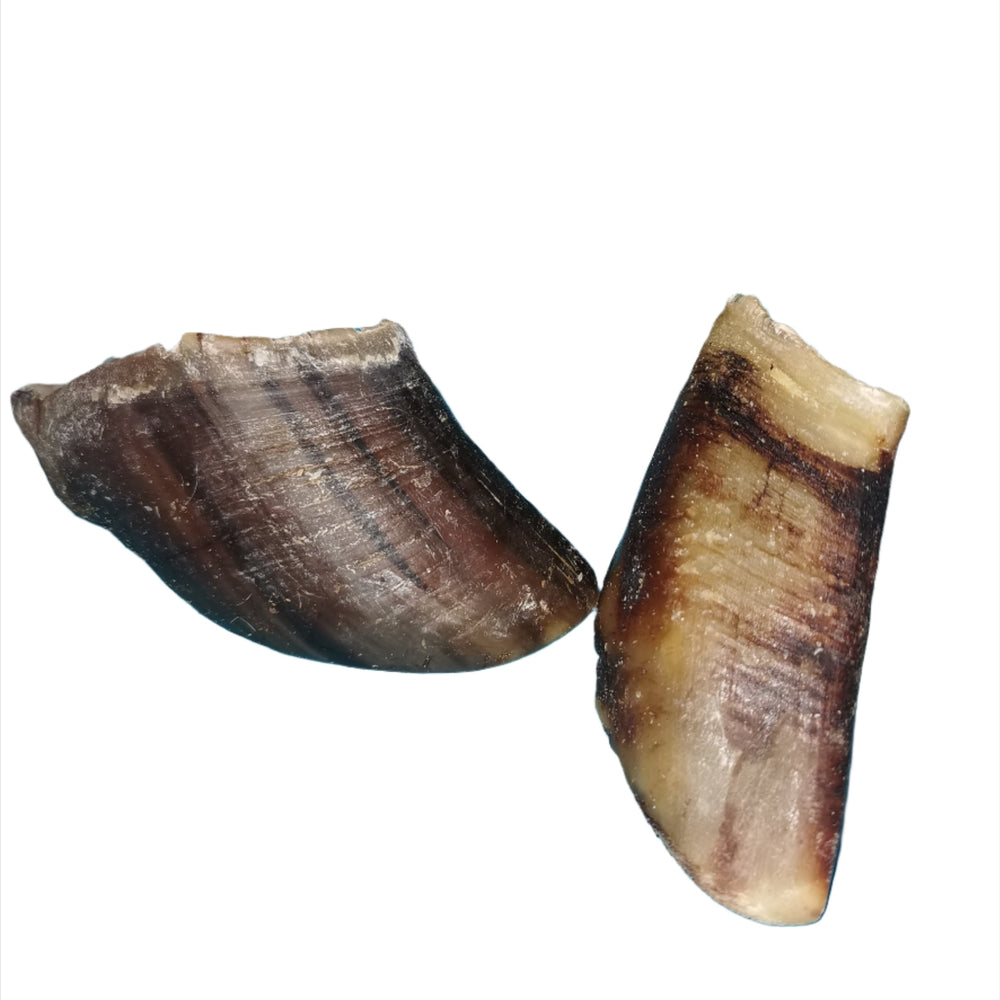 Cow Hoof Single