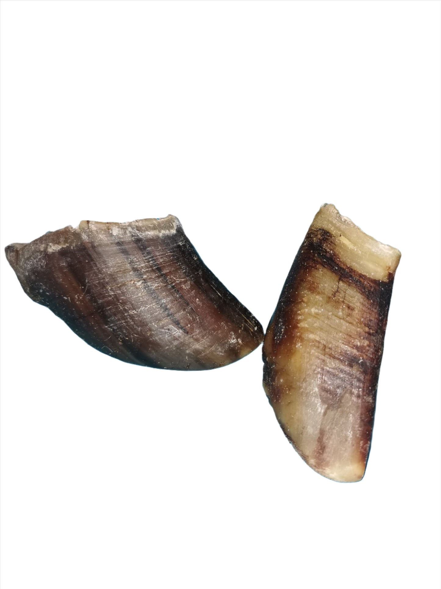 Cow Hoof Single