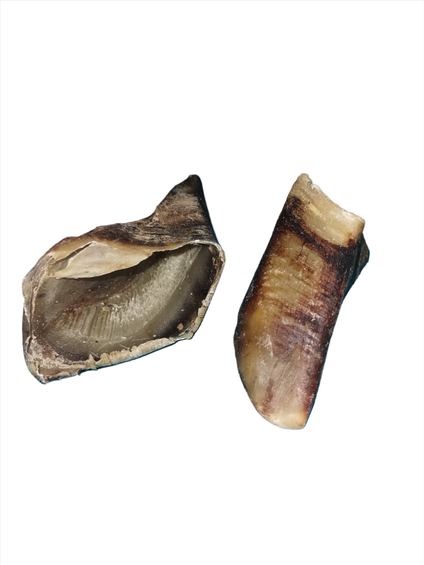 Cow Hoof Single