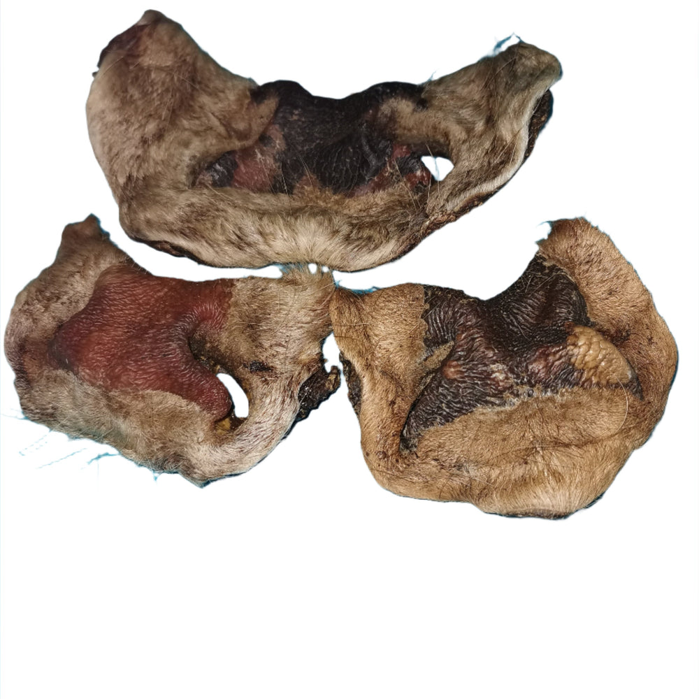 Cow Noses