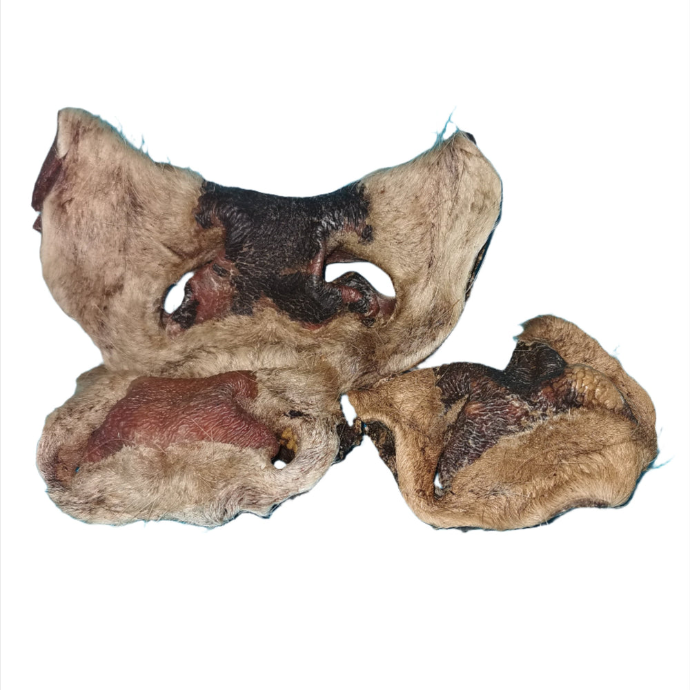 Cow Noses