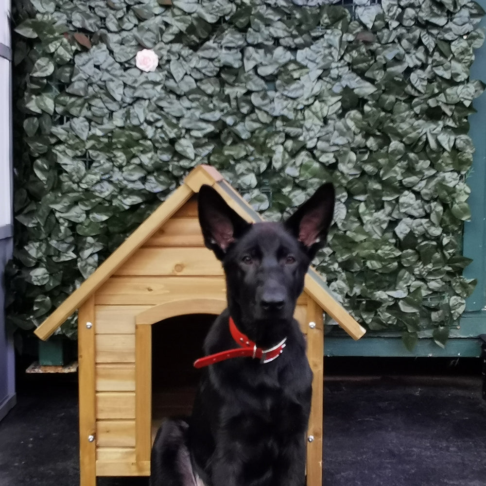 Naked Dog TREATS WITH BENEFITS 100g - Sprats