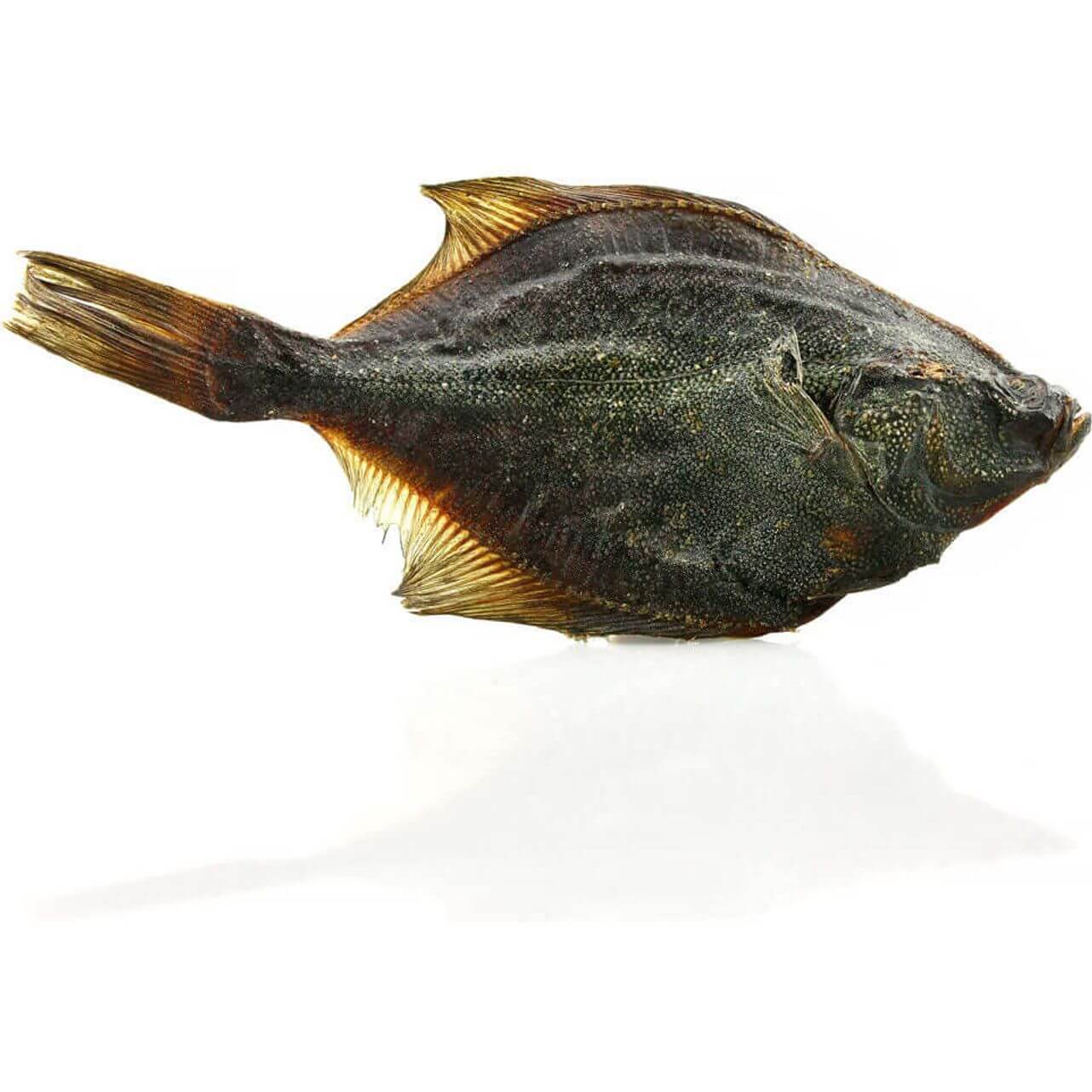 Flounder Fish Single piece