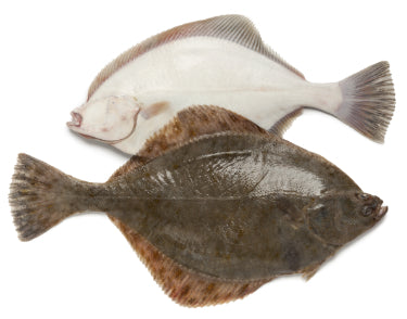 Flounder Fish Single piece