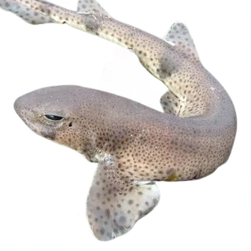 Shark Dog Fish Dried Treat