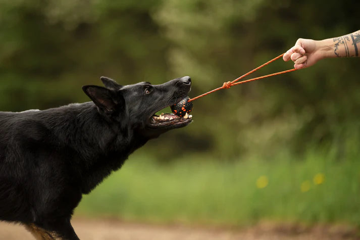 
                  
                    Non-Stop Dog ball on rope
                  
                