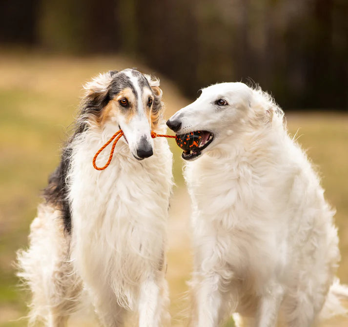 Non-Stop Dog ball on rope