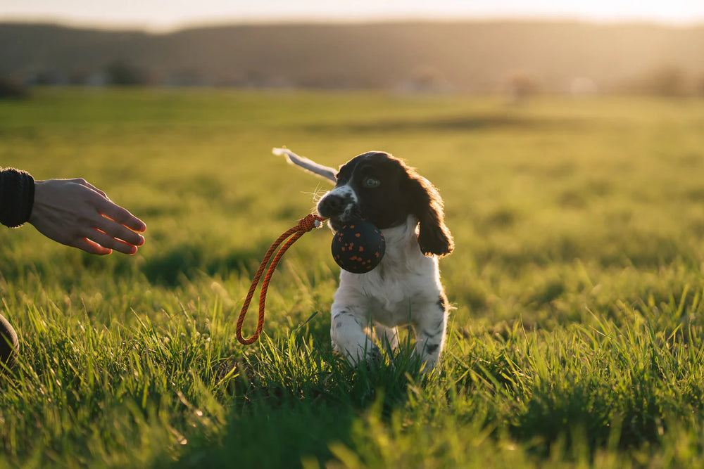 
                  
                    Non-Stop Dog ball on rope
                  
                