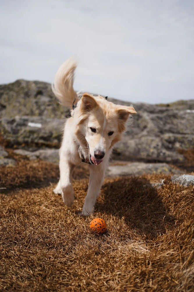 
                  
                    Non-Stop Dog ball 70mm
                  
                