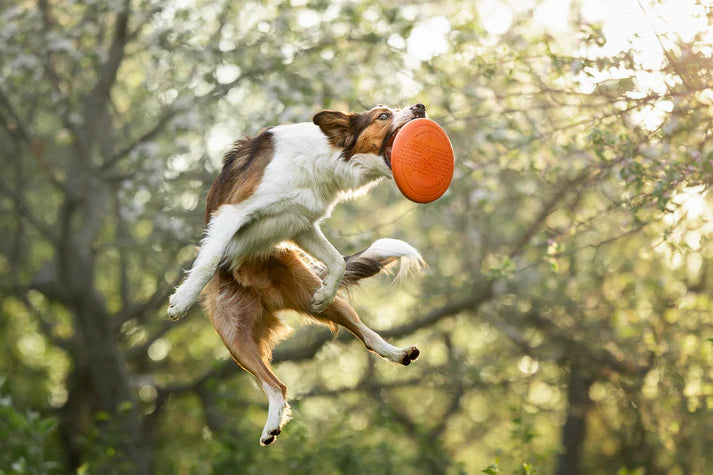
                  
                    Non-stop Dog flying disc
                  
                