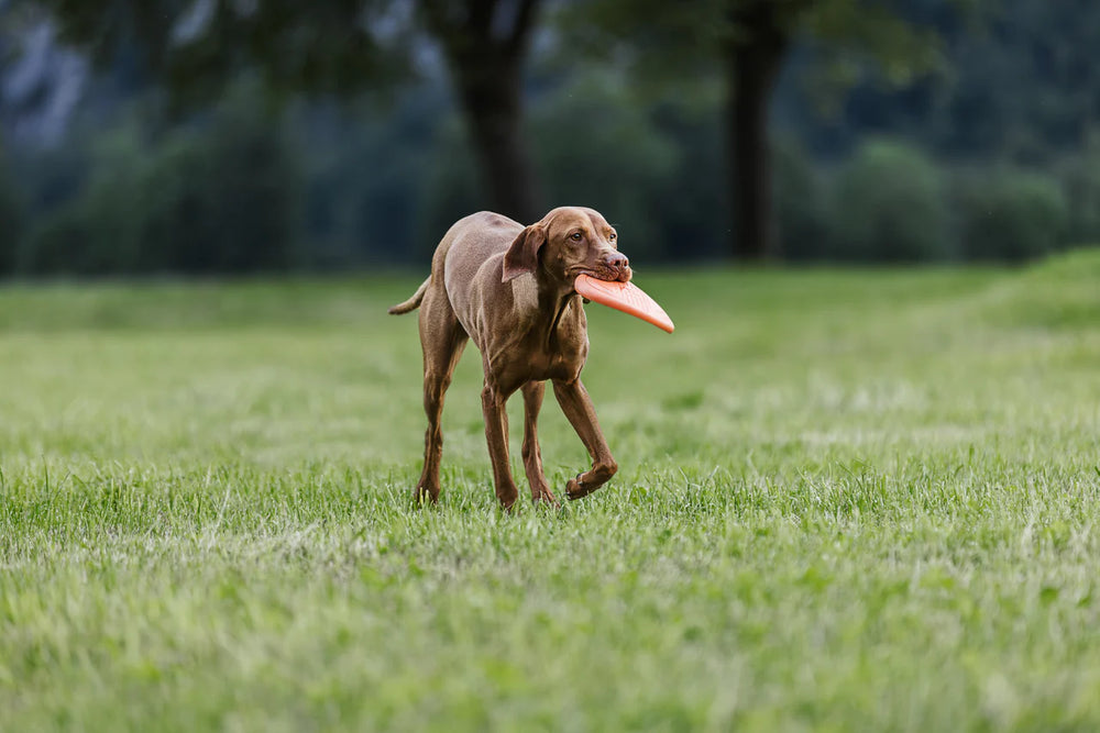 
                  
                    Non-stop Dog flying disc
                  
                