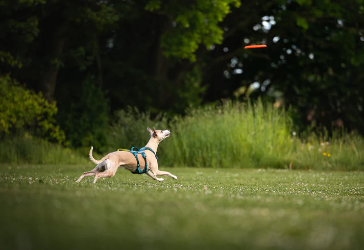 
                  
                    Non-stop Dog flying disc
                  
                