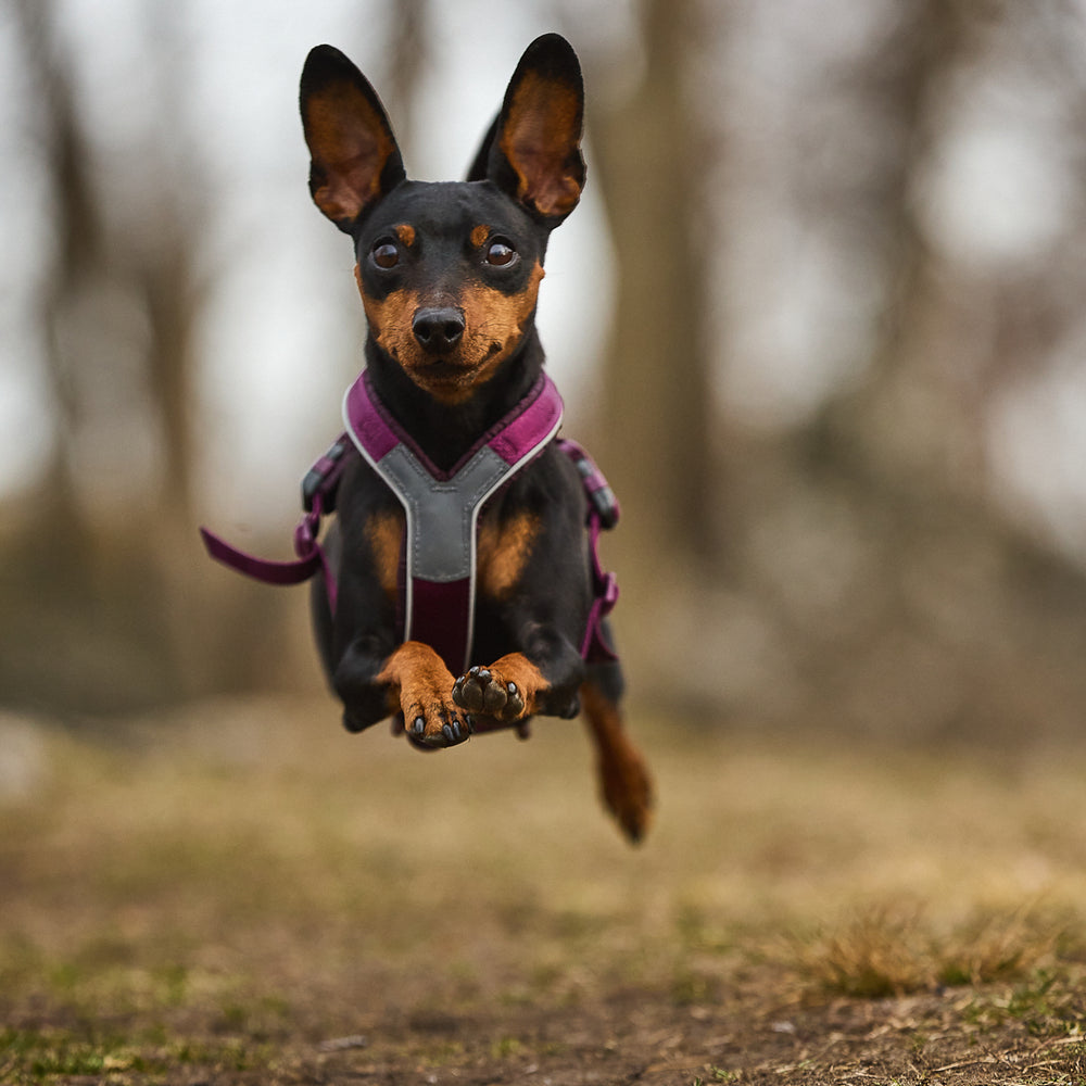Non-stop dogwear Line Harness 5.0