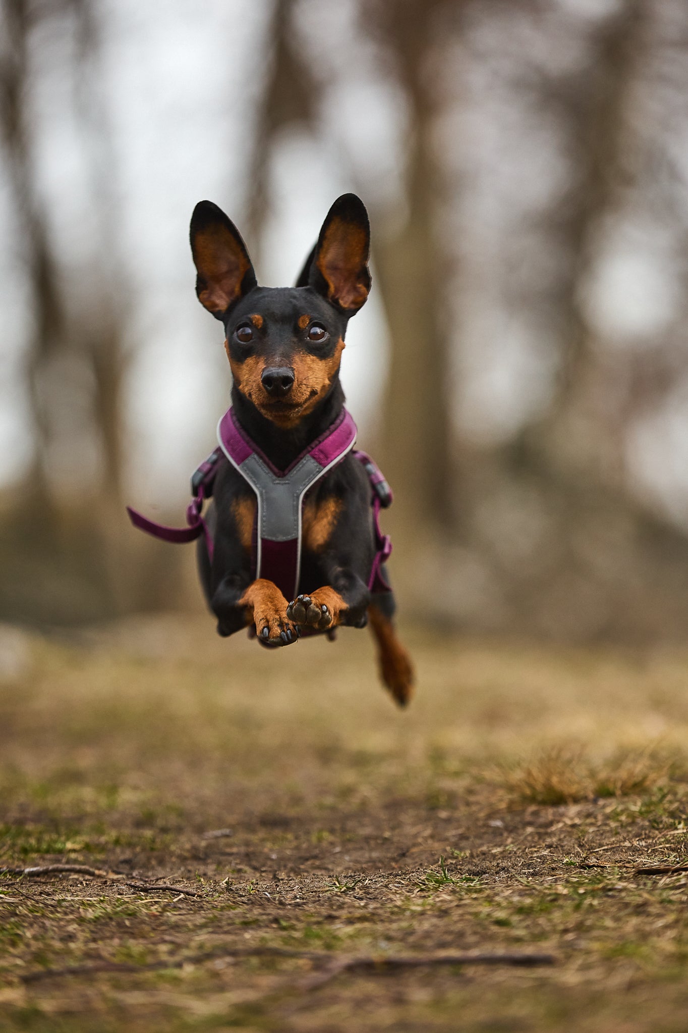 Non-stop dogwear Line Harness 5.0