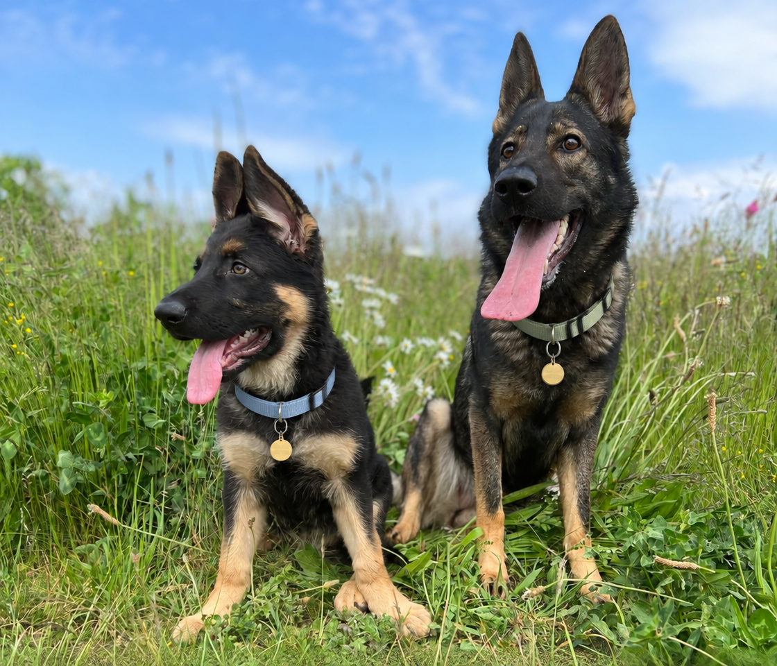 Two German Shepherd dogs outdoors wearing soft blue and sage fabric collars.