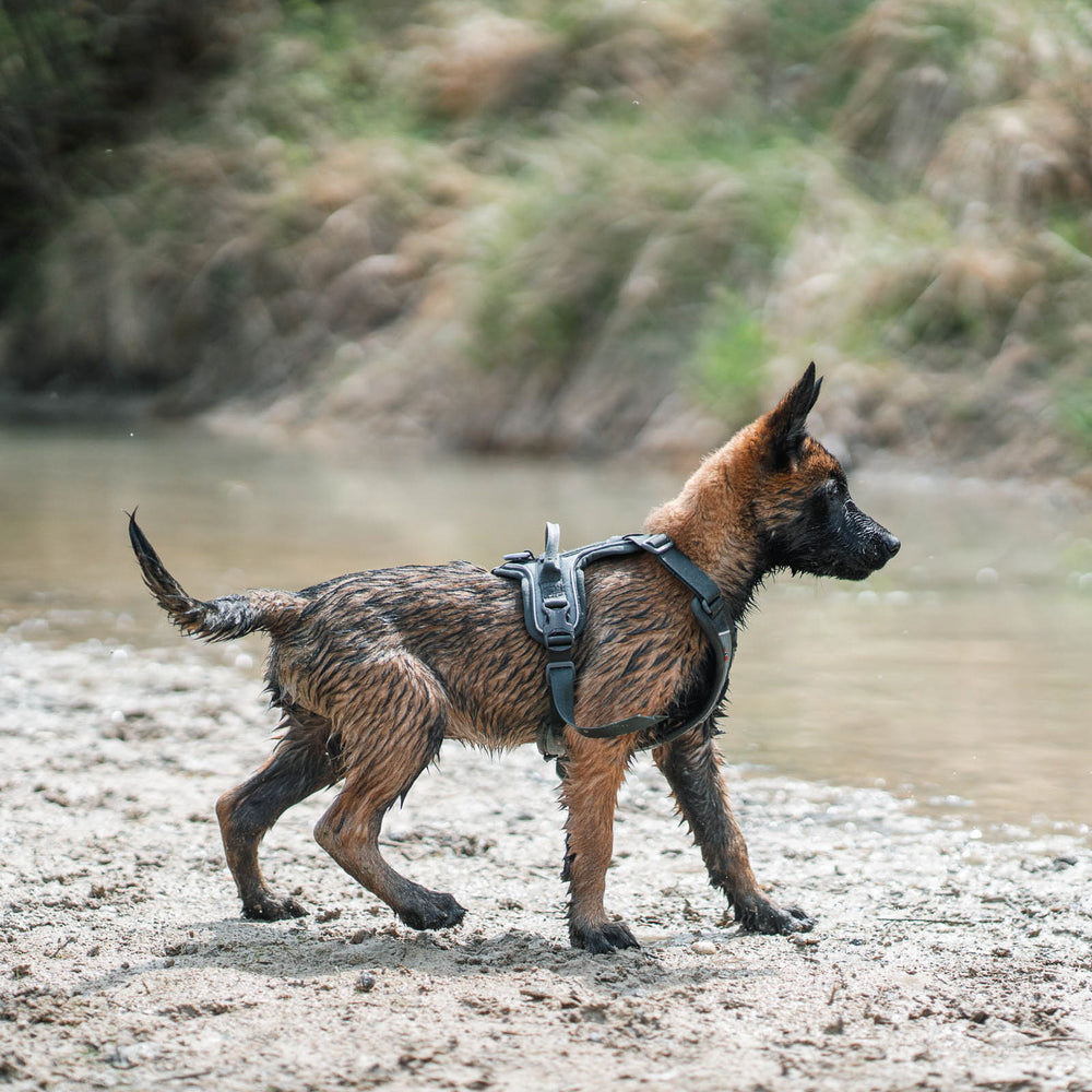 Non-stop dogwear Ramble Harness