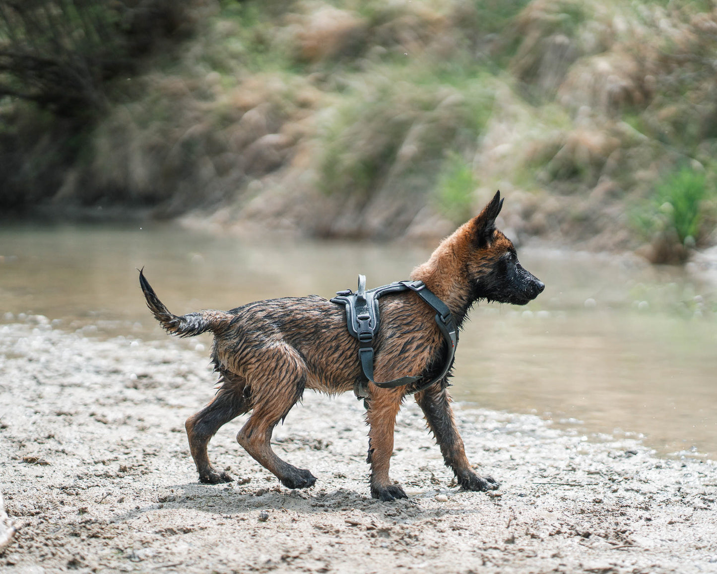 Non-stop dogwear Ramble Harness