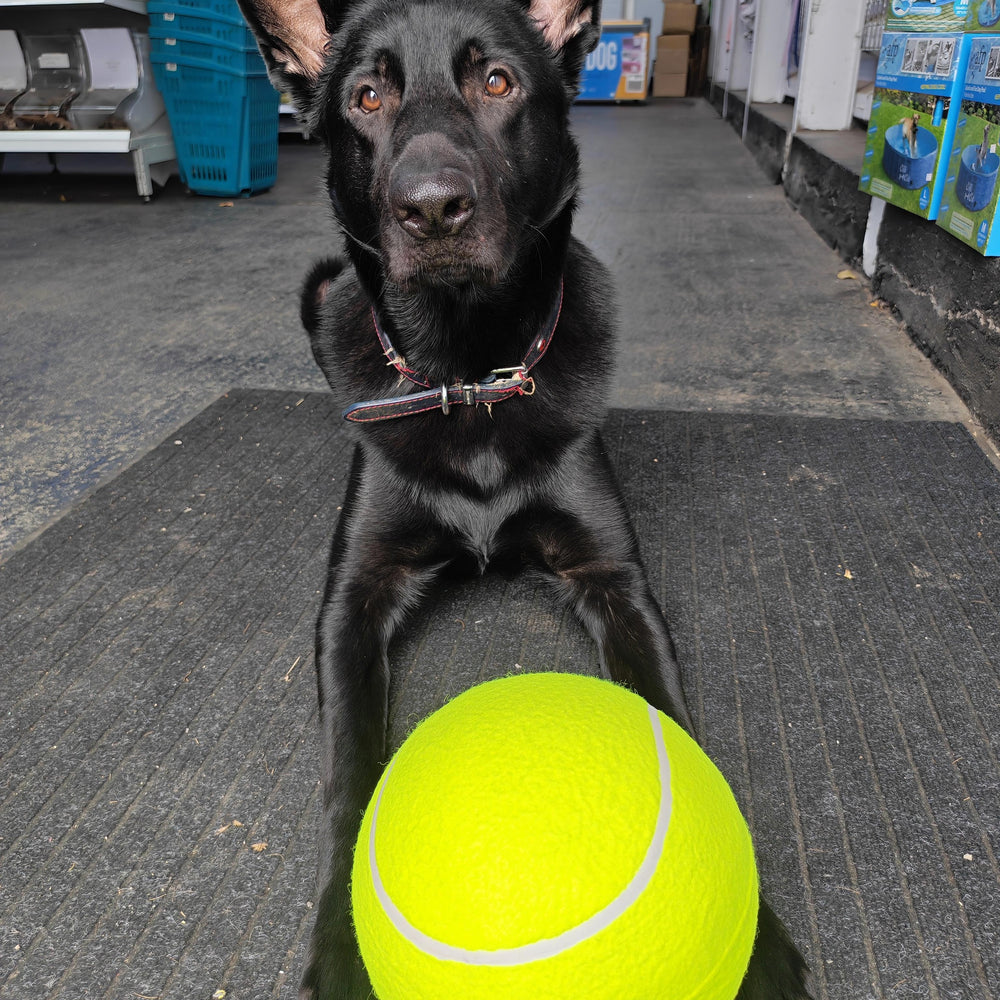 Dog  Toys, Tennis Ball