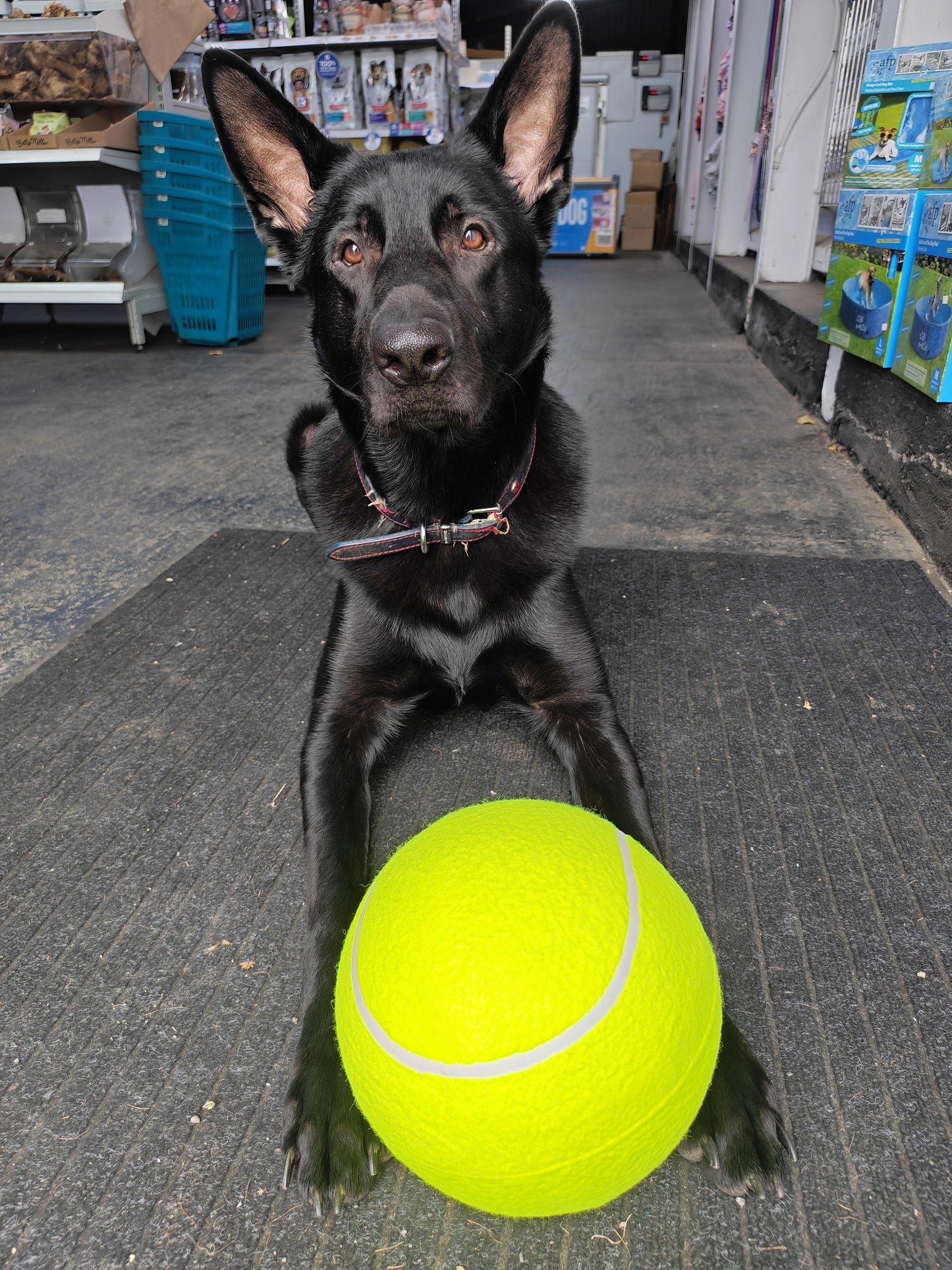 Dog  Toys, Tennis Ball