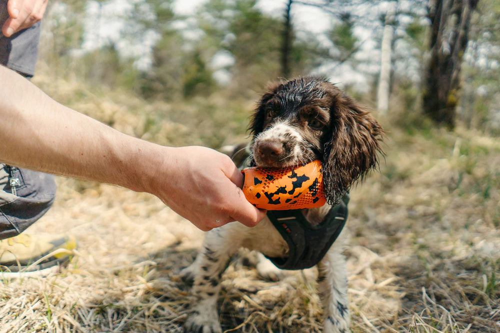 Non-Stop Dog throw toy
