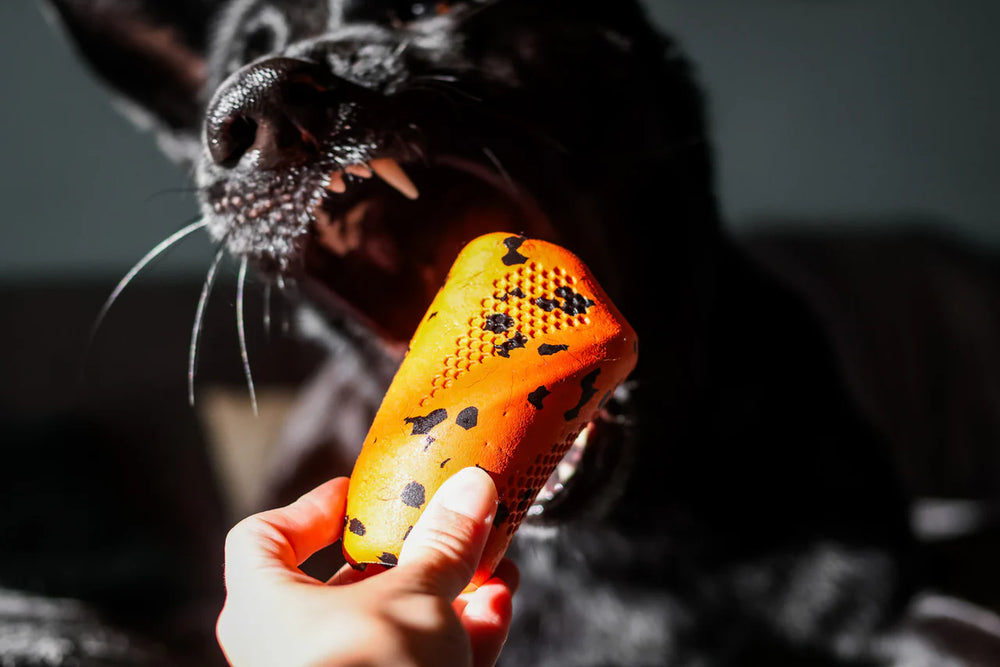 
                  
                    Non-Stop Dog throw toy
                  
                