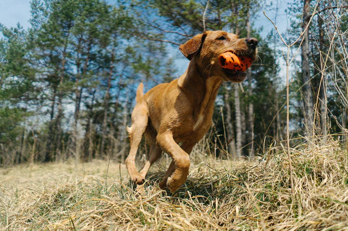 
                  
                    Non-Stop Dog throw toy
                  
                