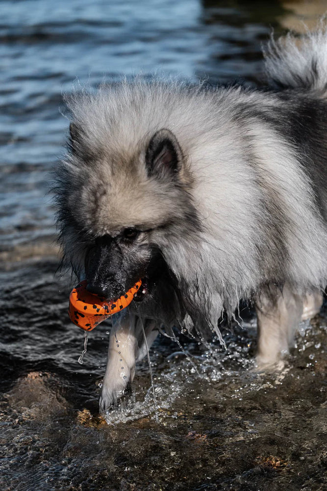 
                  
                    Non-Stop Dog throw toy
                  
                